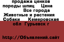 продажа ценков породы шпиц  › Цена ­ 35 000 - Все города Животные и растения » Собаки   . Кемеровская обл.,Гурьевск г.